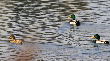 Mallard