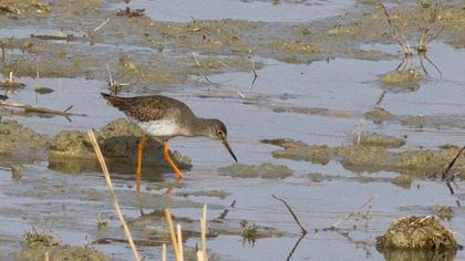 Common Redshank