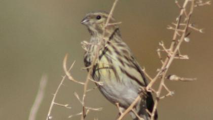 European Serin