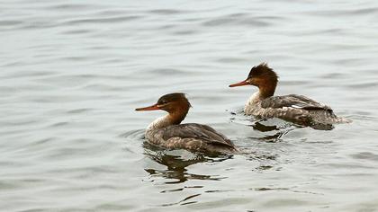Red-breasted Merganser