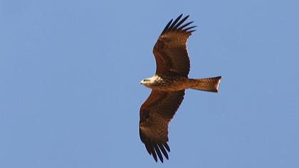 Black Kite