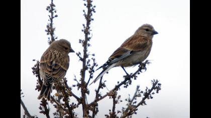 Common Linnet