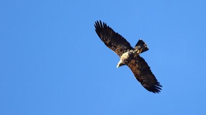 Eastern Imperial Eagle