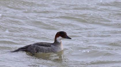 Smew