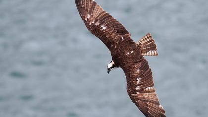 Western Osprey