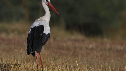 White Stork