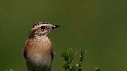 Whinchat