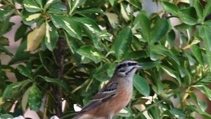 Rock Bunting