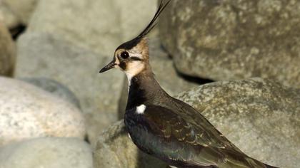 Northern Lapwing