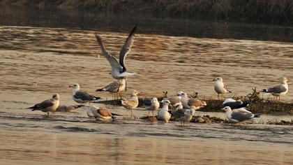 Armenian Gull