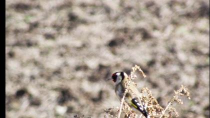 European Goldfinch