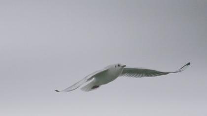 Black-headed Gull