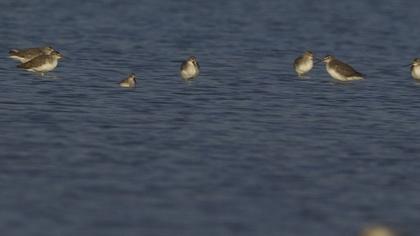 Spotted Redshank