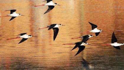 Black-winged Stilt