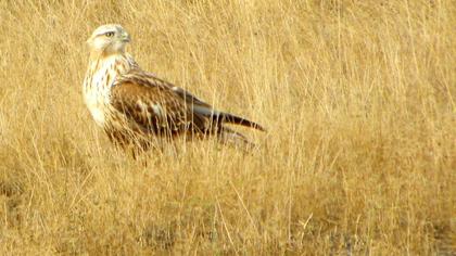 Long-legged Buzzard