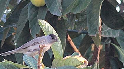 Eurasian Blackcap