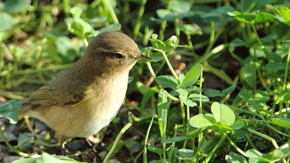 Common Chiffchaff