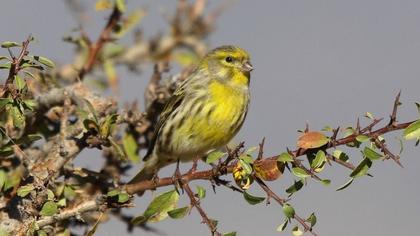 European Serin