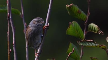 Dunnock