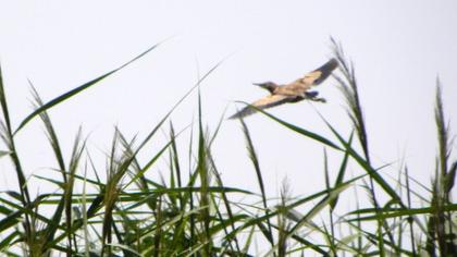 Little Bittern