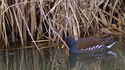 Common Moorhen