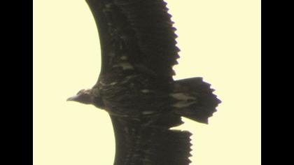 Kara akbaba