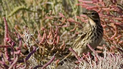 Meadow Pipit
