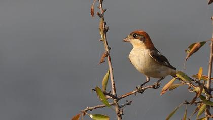 Woodchat Shrike