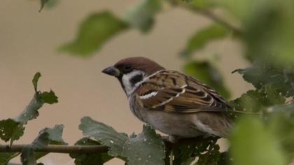 Eurasian Tree Sparrow