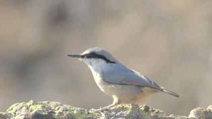 Western Rock Nuthatch
