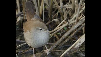 Cetti`s Warbler