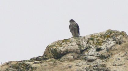 Atmaca