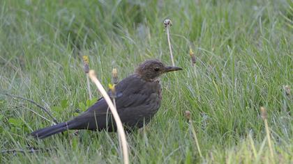 Common Blackbird