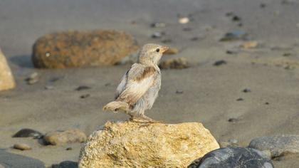 House Sparrow