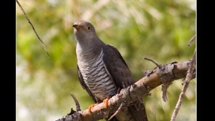 Common Cuckoo