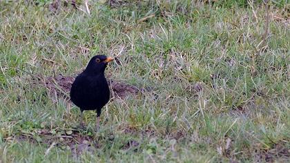 Common Blackbird