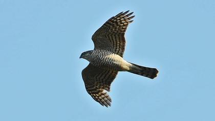 Atmaca