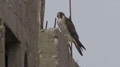 Peregrine Falcon