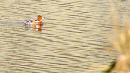 Fiyu
