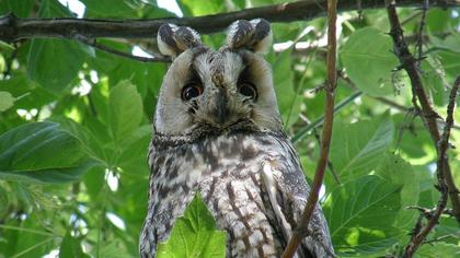 Long-eared Owl