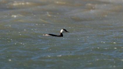 Great Crested Grebe