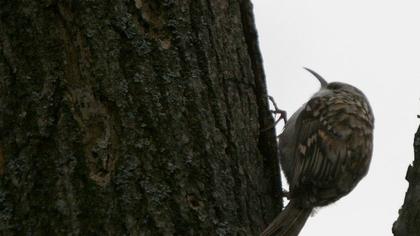 Short-toed Treecreeper