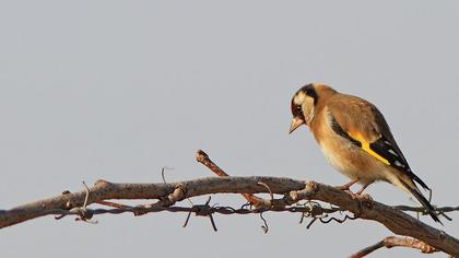 European Goldfinch