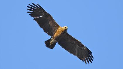 Lesser Spotted Eagle