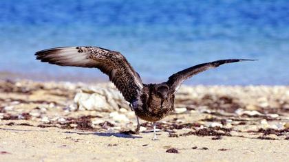 Pomarine Jaeger