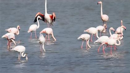 Greater Flamingo