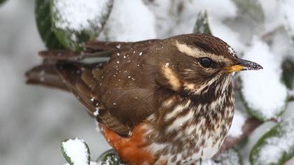 Redwing
