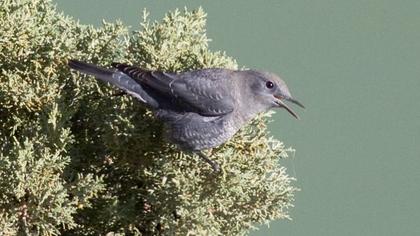 Blue Rock Thrush