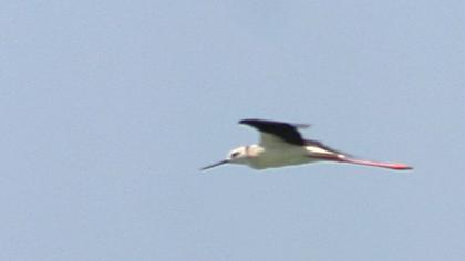 Black-winged Stilt