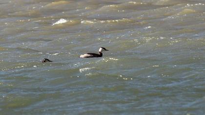 Great Crested Grebe
